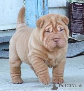 Photo №4. Je vais vendre shar pei en ville de Londres.  - prix - négocié