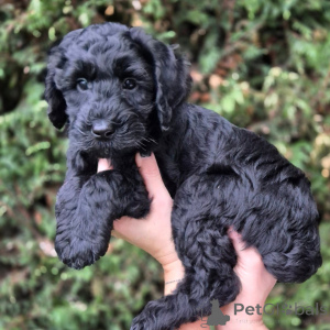 Photo №1. labradoodle - à vendre en ville de La Rochelle | négocié | Annonce №174893