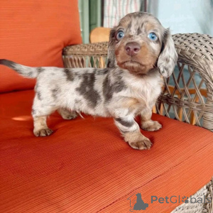 Photo №2 de l'annonce № 161309 de la vente  - acheter à USA 