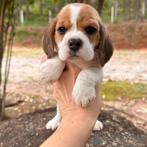 Photo №4. Je vais vendre beagle en ville de Гамбург. annonce privée - prix - 478€