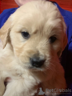 Photo №4. Je vais vendre golden retriever en ville de Dundee. éleveur - prix - 450€