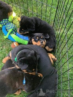 Photo №1. rottweiler - à vendre en ville de Ibarbo | négocié | Annonce №158407