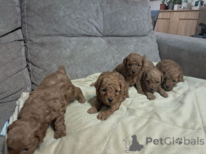 Photo №4. Je vais vendre caniche (jouet) en ville de Zrénjanin. éleveur - prix - négocié