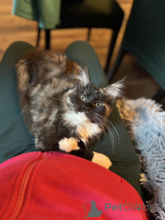 Photo №4. Je vais vendre maine coon en ville de Bacares. annonce privée - prix - 361€