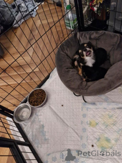 Photo №2 de l'annonce № 161378 de la vente chihuahua - acheter à USA annonce privée