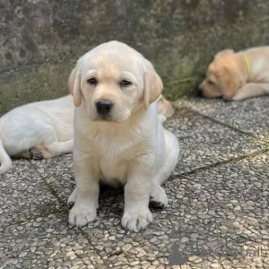 Photo №1. labrador retriever - à vendre en ville de Hinterglemm | négocié | Annonce №165329