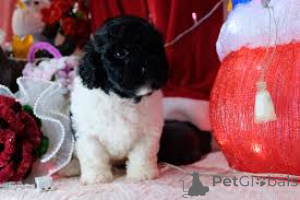 Photo №3. Lindos cachorros Caniche à vendre. Portugal