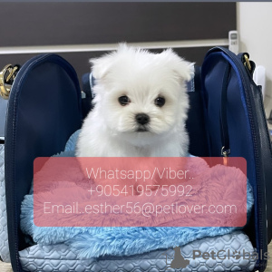 Photo №1. bichon maltais - à vendre en ville de Хинвиль | 400€ | Annonce №11322