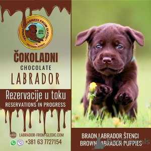 Photo №1. labrador retriever - à vendre en ville de Trrstenik | négocié | Annonce №167844