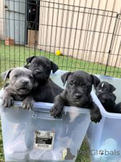 Photo №1. staffordshire bull terrier - à vendre en ville de Rotterdam | 850€ | Annonce №165603