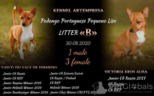 Photos supplémentaires: Chiots à vendre Podengu portugais Small