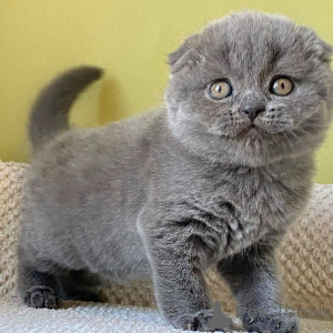 Photo №3. Chatons Scottish Fold. Allemagne