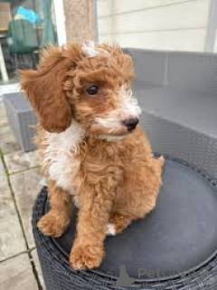 Photo №4. Je vais vendre labradoodle en ville de Berlin. annonce privée, éleveur - prix - 700€