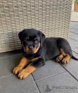 Photo №1. rottweiler - à vendre en ville de Budapest | négocié | Annonce №42528