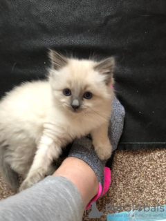 Photo №3. Beaux chatons Ragdoll à vendre à des foyers bienveillants. Pologne