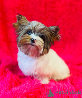 Photo №1. yorkshire terrier - à vendre en ville de Namysłów | 1200€ | Annonce №141307