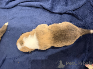 Photo №3. Chiots Welsh Corgi Pembroke. Pologne
