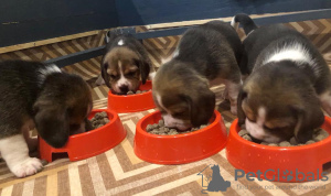 Photo №1. beagle - à vendre en ville de Douglas | Gratuit | Annonce №25662