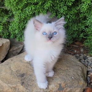 Photo №1. ragdoll - à vendre en ville de Франкфурт-на-Майне | 300€ | Annonce № 109688