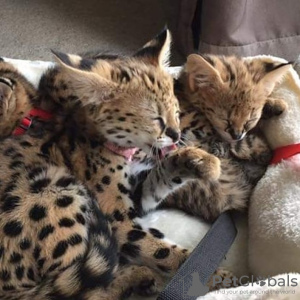 Photo №3. Chat serval au biberon à vendre et chaton savannah f1 à adopter. USA