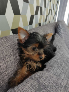 Photo №3. Beaux chiots Yorkshire terrier miniatures. Allemagne