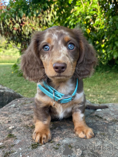 Photo №1. teckel - à vendre en ville de Berlin | négocié | Annonce №158003