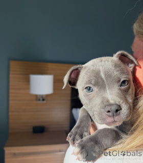Photo №4. Je vais vendre staffordshire bull terrier en ville de Munich. éleveur - prix - négocié