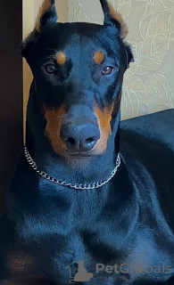 Photo №3. chiot dobermann. Fédération de Russie