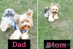 Photo №1. yorkshire terrier - à vendre en ville de Illinois City | Gratuit | Annonce №59082