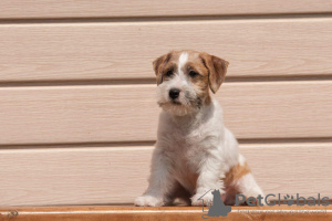 Photo №3. chiot Jack Russell Terrier. Fédération de Russie