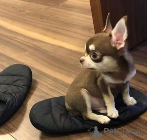 Photo №4. Chihuahuas mignons disponibles pour adoption en USA. Annonce № 141883