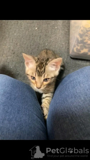 Photo №3. Beau chat bengale. Arabie Saoudite