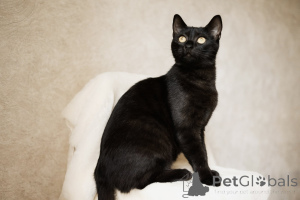 Photo №2 de l'annonce № 138799 de la vente  - acheter à Biélorussie 