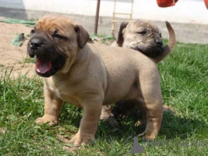 Photo №1. boerboel - à vendre en ville de Bad Wildungen | 350€ | Annonce №171423