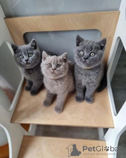 Photo №1. british shorthair - à vendre en ville de Jokipii | Gratuit | Annonce № 115780