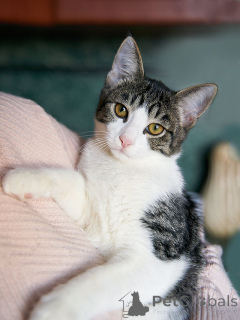 Photo №4. Je vais vendre  en ville de Moskova. annonce privée - prix - Gratuit