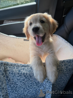 Photo №1. golden retriever - à vendre en ville de Biefeld | négocié | Annonce №179022