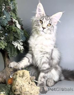 Photo №2 de l'annonce № 163171 de la vente maine coon - acheter à Allemagne éleveur