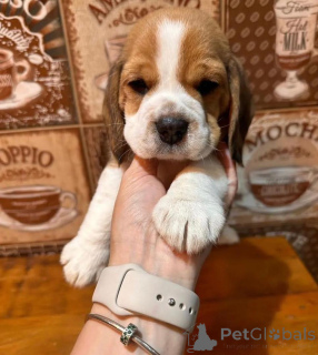 Photo №1.  - à vendre en ville de Anderlecht | 750€ | Annonce №162855