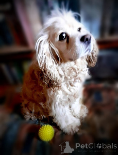 Photo №2 de l'annonce № 160706 de la vente cocker américain - acheter à Fédération de Russie annonce privée