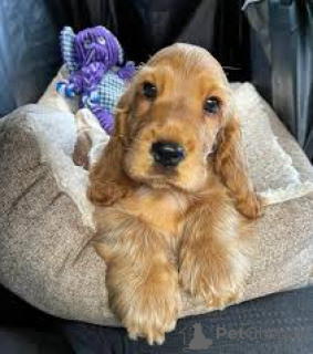 Photo №4. Je vais vendre cocker spaniel anglais en ville de Bournemouth. annonce privée, éleveur - prix - 800€