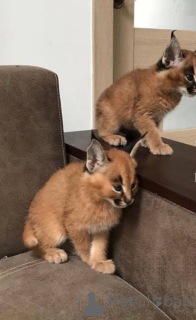 Photo №1. caracal - à vendre en ville de À La Haye | négocié | Annonce № 172257