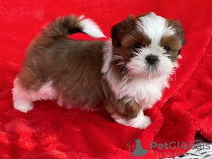 Photo №1. shih tzu - à vendre en ville de Alaska | 426€ | Annonce №66415