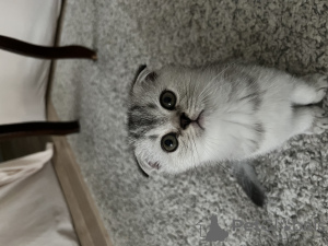 Photo №1. scottish fold - à vendre en ville de Стамбул | 284€ | Annonce № 42047