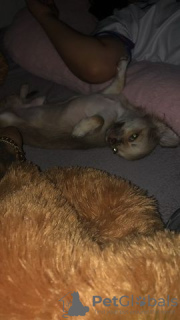 Photo №3. Chihuahua Velpe. Allemagne