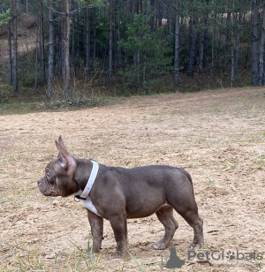 Photos supplémentaires: Bully de poche américain Azura