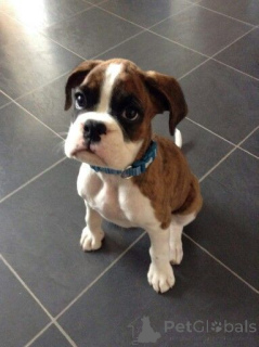 Photo №1. boxer - à vendre en ville de Helsinki | 750€ | Annonce №161283