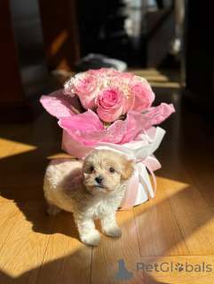 Photo №1. chien bâtard - à vendre en ville de Paris | négocié | Annonce №159229