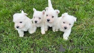 Photo №2 de l'annonce № 37741 de la vente west highland white terrier - acheter à Allemagne éleveur