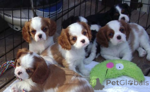 Photo №1. cavalier king charles spaniel - à vendre en ville de Baierbrunn | 350€ | Annonce №147570